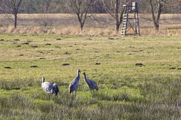 La famille Crane est debout dans un champ dans le Brandebourg — Photo