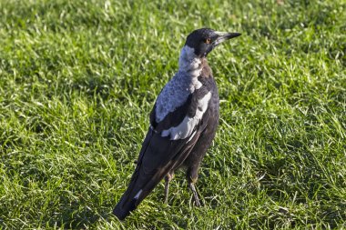 The Australian magpie is a medium-sized black and white passerin clipart