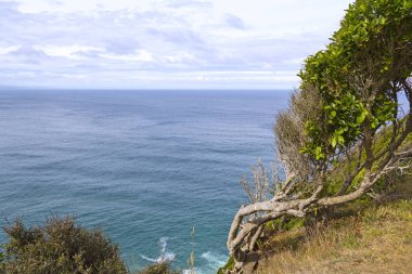 Nugget Point ve Waipapa Point Deniz Feneri yakınlarındaki kıyı sahnesi, Ne