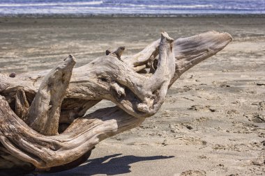 Drift Wood Pasifik Okyanusu Plajında, Yeni Zelanda