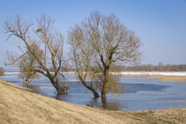 Şubat ayında Oder Nehri 'nde kış. 