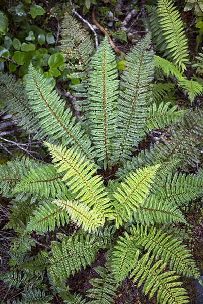 Samambaias verdes nas florestas tropicais da Nova Zelândia — Fotografia de Stock