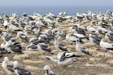 Piliçleri olan bir koloniye. Yeni Zelanda 'da izledi