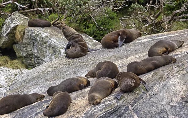 Fur Seals, sleeping in a Seal Colony, Milford Sound, New Zealand