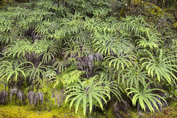 Samambaias verdes nas florestas tropicais da Nova Zelândia — Fotografia de Stock