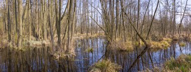 İlkbaharda alder ağaçlarıyla bataklık. Bataklık sulak bir yerdir. 