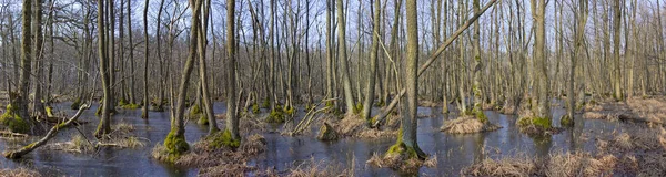 Kışın alder ağaçları ile Bataklık, Brandenburg — Stok fotoğraf