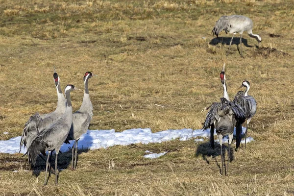 Tekintettel a Hornborga-tó daruk, Svédország — Stock Fotó