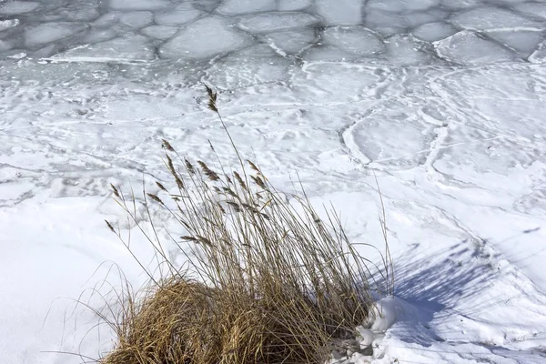 Cold winter day, frozen lake with ice floes and reed.