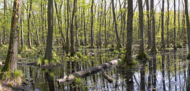 İlkbaharda alder ağaçları ile Bataklık, Brandenburg görüldü