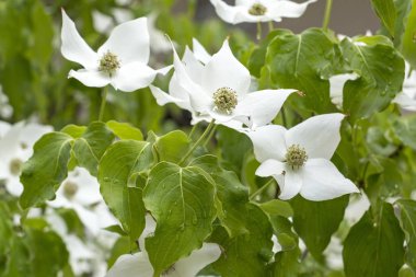 Cornus kousa, küçük yaprak döken bir ağaçtır