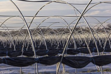 Kışın bir sera. Tünelde hiçbir şey yetişmiyor..
