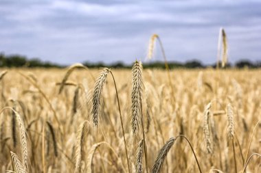 Yaz aylarında çavdar tarlası