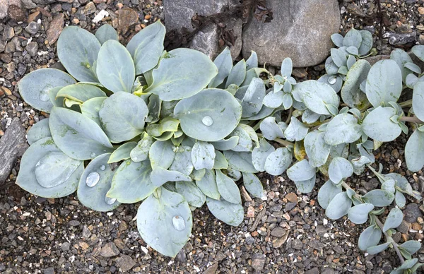 Mertensia maritima, adı oysterplant, Norveç