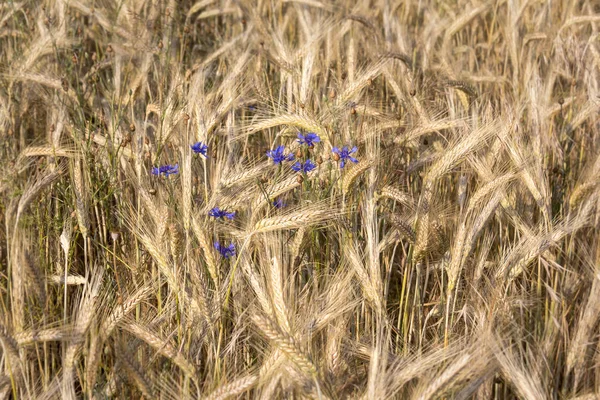 Pole żyta w okresie letnim. — Zdjęcie stockowe