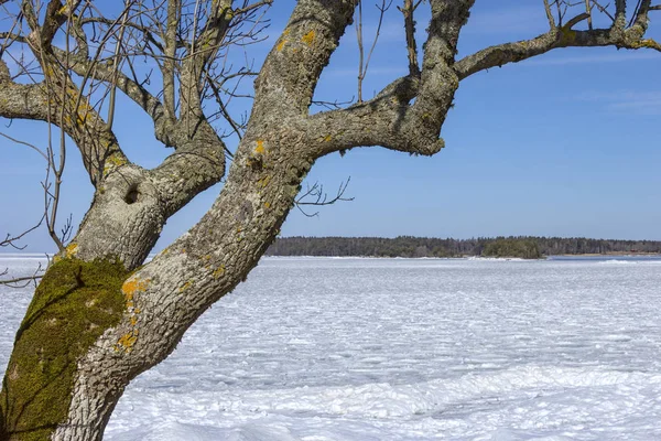 Un árbol está de pie cerca del lago Vanern, Suecia — Foto de Stock