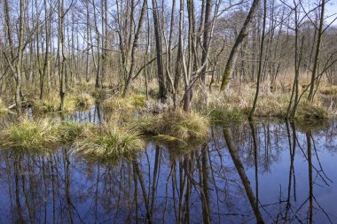 Brandenburg'da çok sayıda kır ve diğer sulak alanlar bulunmaktadır.