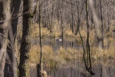 Brandenburg'da çok sayıda kır ve diğer sulak alanlar bulunmaktadır.