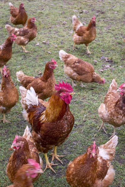Organic farming, free-range chickens with rooster