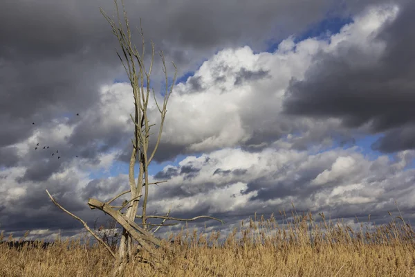 Reed in winter with a tree