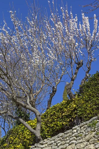 Gordes, Provence, Luberon, almond blossom, almond tree — Stock Photo, Image