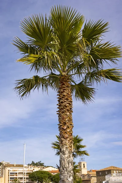 Vista a una palmera bien formada, en el paseo marítimo en — Foto de Stock