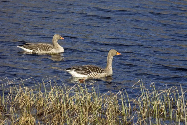 Paire d'oies grises nageant sur un petit lac. Vu dans le sud — Photo