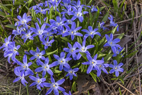 Ipheion uniflorum çiçekli bitki bir tür, th ile ilgili