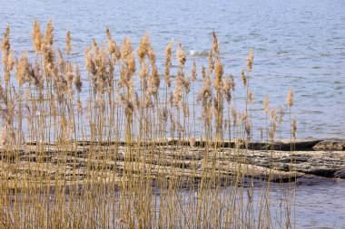 İskandinavya 'da bir adalar sahilinde sazlık ve taşlar ile.