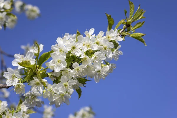 Spring is here. Blossoming fruit trees like here a cherry tree