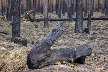 Brandenburg, Almanya eyaletinde, daha fazla ve daha fazla