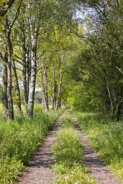 Long path, landscape in Springtime.