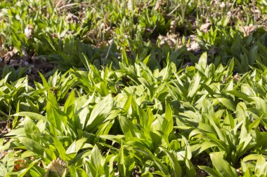 Baharda ilk ayı sarımsak açık kayın ormanlarında büyür