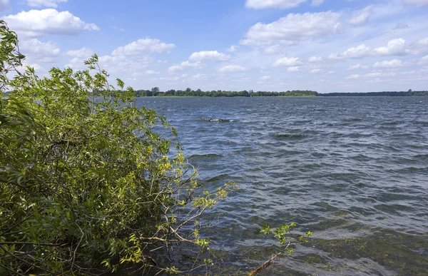 Días soleados, sauce en el lago, Mecklemburgo , — Foto de Stock