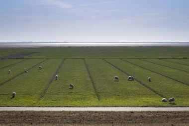 View to the marshland of the North Sea near Husum, Germany.  clipart