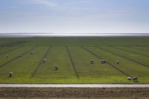 View to the marshland of the North Sea near Husum, Germany. 