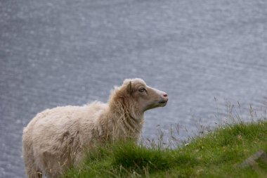 Bir koyun uçurumun kenarında duruyor ve otlamak istiyor. Arka planda su yüzeyini görebilirsiniz. Faroe Adaları 'nda keşfedildi..