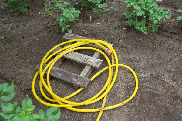 View of a yellow garden hose. It lies rolled up on the ground. Seen in an allotment garden with planted potatoes.