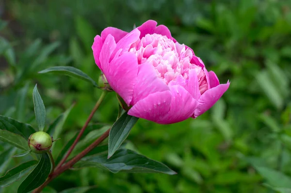 View of a beautiful peony in full bloom. Its colour pink forms a good contrast to the green background. Seen in an allotment garden.