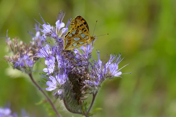 Uma Borboleta Senta Uma Planta Phacelia Também Chamado Pasto Abelha — Fotografia de Stock