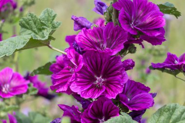Çayırda yabani yaban ördeği yetişir. Burada her türlü böcek için çiçekler açar. Bu bitkilere arı otlağı da denir..