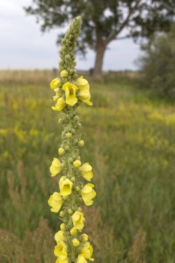 Verbascum çiçekleri. Bahçe ve peyzaj alanında Verbascum, uzun ve dar bir uzunluk ve kuru topraklarda bile uzun bir süre çiçek açmak için değerlidir. Brandenburg 'da görülmüş.