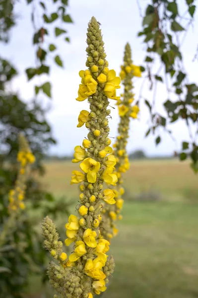 Kwiat Verbascum Ogrodnictwie Krajobrazie Verbascum Jest Ceniony Wysoką Wąską Posturę — Zdjęcie stockowe