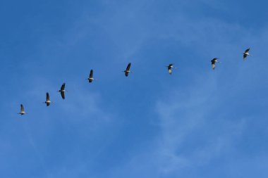 Vinçler gökyüzünde göç ediyor. Güneye uçuyorlar. Kuşlar art arda uçar. Brandenburg 'da görülmüş..