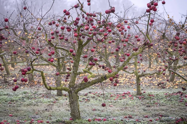 Bir sürü elma ağacı olan bir çiftlik. Elmalar hasat edilmedi ve ilk dondan sonra ağaçta asılı kaldı..