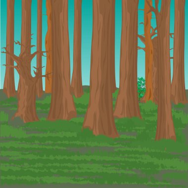 Ormanın içinde yüksek ağaç gövdeleri