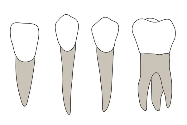 Set Human Teeth Vector Illustration — Stock Vector