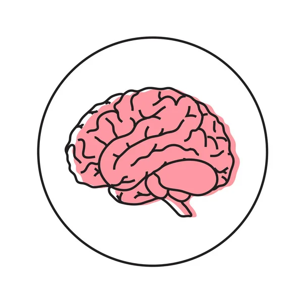 Roze Hersenen Een Witte Achtergrond Vectorillustratie — Stockvector