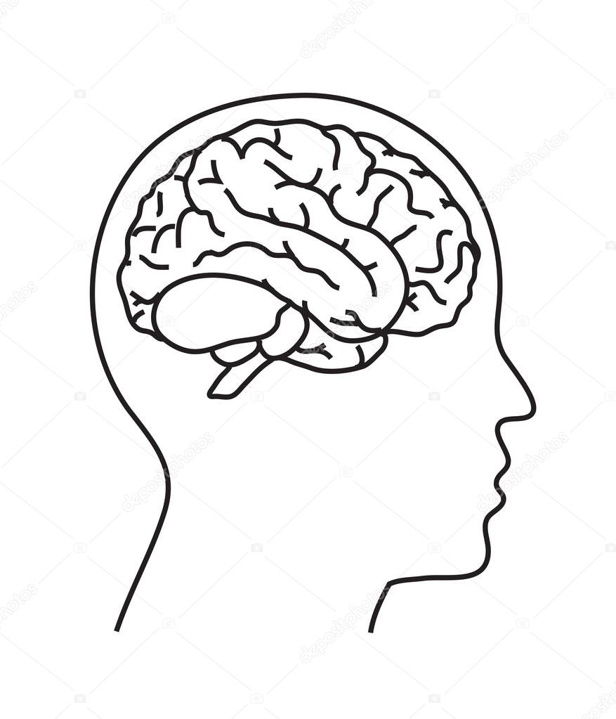 Contour of the head and brain of a person. Vector illustration.