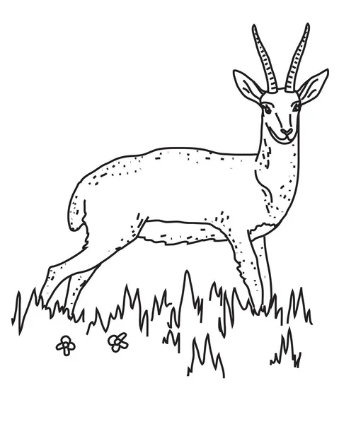 Antelope Vit Bakgrund Linjär Siluett Vektorillustration — Stockfoto